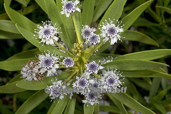 globularia salicina 1 graphic